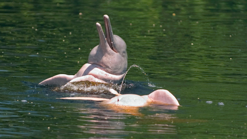 Amazon River Dolphin AKA boto, bufeo or pink river dolphin (Inia geoffrensis), Barreirinha County, Amazonas, Brazil